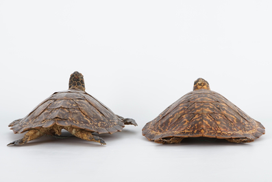 Een paar zeeschildpadden, taxidermie, begin 20e eeuw