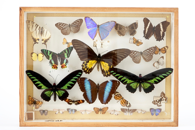 A set of four boxes with taxidermy butterflies, 1st half 20th C.