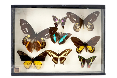 A set of three boxes with taxidermy butterflies, 1st half 20th C.