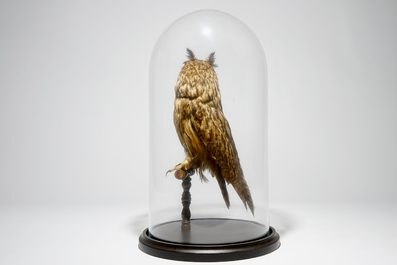 An owl presented in a glass dome, taxidermy, early 20th C.