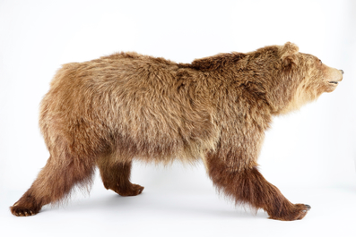 Un ours brun, pr&eacute;sent&eacute; debout, taxidermie r&eacute;cente