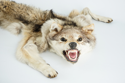 A taxidermy grey wolf skin rug, 2nd half 20th C.