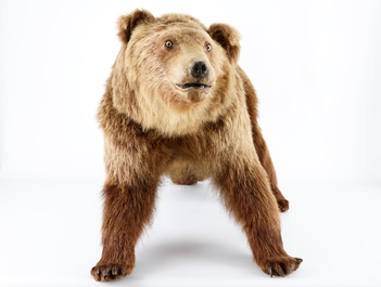Un ours brun, pr&eacute;sent&eacute; debout, taxidermie r&eacute;cente