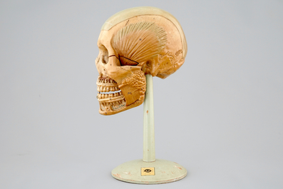 Een anatomisch model van een hoofd, midden 20e eeuw