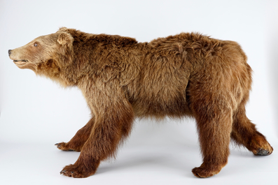Un ours brun, pr&eacute;sent&eacute; debout, taxidermie r&eacute;cente