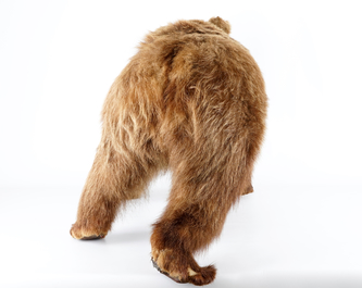 Un ours brun, pr&eacute;sent&eacute; debout, taxidermie r&eacute;cente