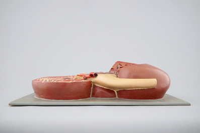 Een anatomisch model van een nier, midden 20e eeuw