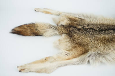 A taxidermy grey wolf skin rug, 2nd half 20th C.