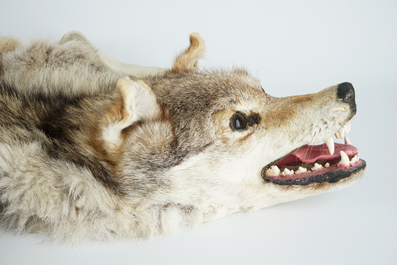 Een grijze wolfshuid met kop, als tapijt geprepareerd, taxidermie 2e helft 20e eeuw