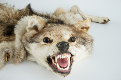 A taxidermy grey wolf skin rug, 2nd half 20th C.