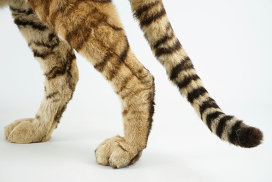 A Bengal tiger, presented standing, recent taxidermy