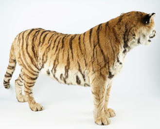 Een Bengaalse tijger, staand gepresenteerd, moderne taxidermie