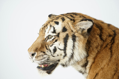 Een Bengaalse tijger, staand gepresenteerd, moderne taxidermie