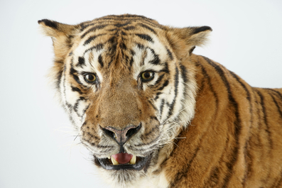 Een Bengaalse tijger, staand gepresenteerd, moderne taxidermie