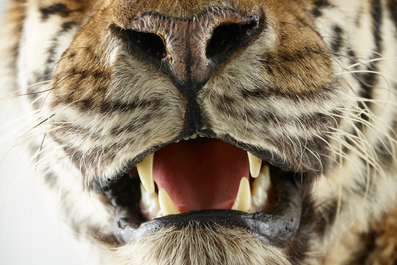 Een Bengaalse tijger, staand gepresenteerd, moderne taxidermie