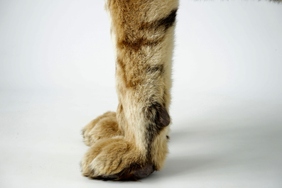 Een Bengaalse tijger, staand gepresenteerd, moderne taxidermie