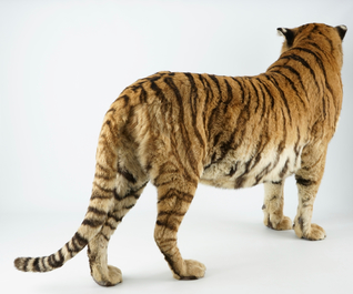 A Bengal tiger, presented standing, recent taxidermy