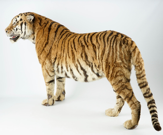 Een Bengaalse tijger, staand gepresenteerd, moderne taxidermie