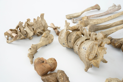 Een lot menselijke beenderen uit dokterspraktijk, 19e eeuw