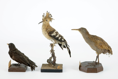 Een lot van 5 vogels, taxidermie, 19/20e eeuw