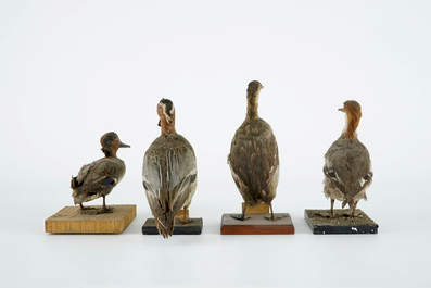 Un lot de 15 oiseaux, taxidermie, 19/20&egrave;me