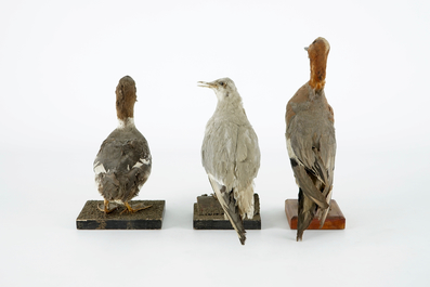 Een lot van 15 vogels, taxidermie, 19/20e eeuw