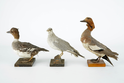 Un lot de 15 oiseaux, taxidermie, 19/20&egrave;me