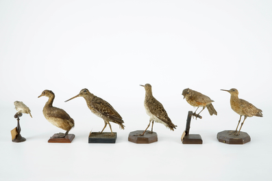 A collection of 10 birds, taxidermy, 19/20th C.