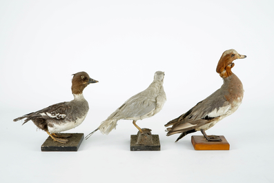 Een lot van 15 vogels, taxidermie, 19/20e eeuw