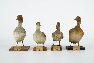 A collection of 15 birds, taxidermy, 19/20th C.