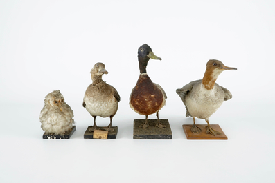 Een lot van 13 vogels, taxidermie, 19/20e eeuw