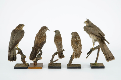 A collection of 13 birds, taxidermy, 19/20th C.
