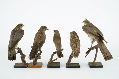 Een lot van 13 vogels, taxidermie, 19/20e eeuw