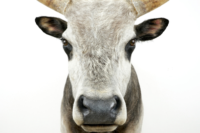 A large bust of a Hungarian grey bull, modern taxidermy