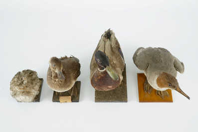 Een lot van 13 vogels, taxidermie, 19/20e eeuw