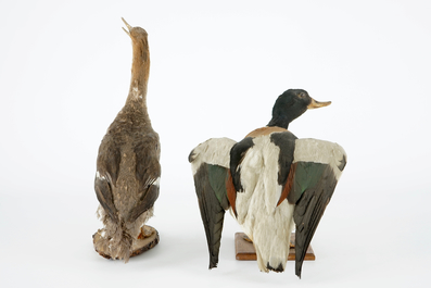 Een lot van 5 vogels, taxidermie, 19/20e eeuw