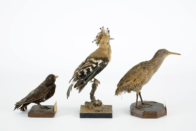 Un lot de 5 oiseaux, taxidermie, 19/20&egrave;me