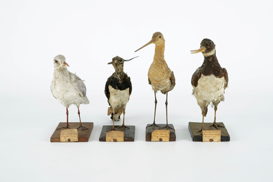 A collection of 13 birds, taxidermy, 19/20th C.