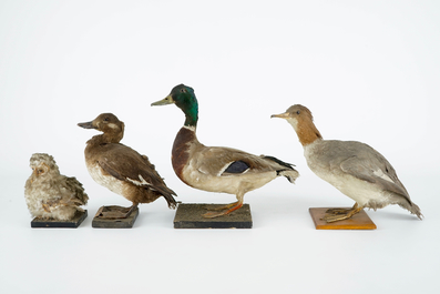 Een lot van 13 vogels, taxidermie, 19/20e eeuw