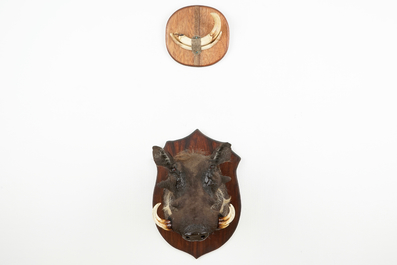 Een Afrikaanse wrattenzwijnkop en jachttrofee, moderne taxidermie