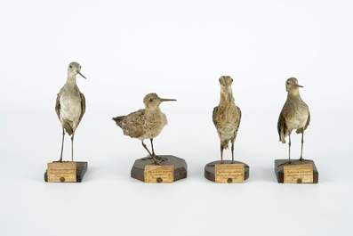 A collection of 20 birds and a nest, taxidermy, 19/20th C.
