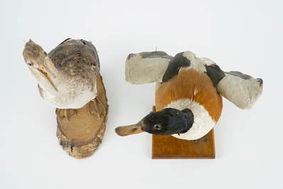 Un lot de 5 oiseaux, taxidermie, 19/20&egrave;me