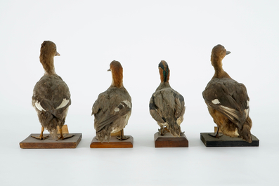 A collection of 15 birds, taxidermy, 19/20th C.