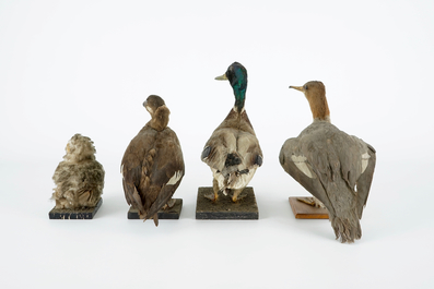 Een lot van 13 vogels, taxidermie, 19/20e eeuw