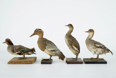 Een lot van 15 vogels, taxidermie, 19/20e eeuw