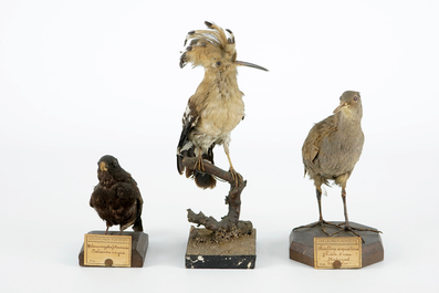 Un lot de 5 oiseaux, taxidermie, 19/20&egrave;me