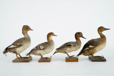 A collection of 15 birds, taxidermy, 19/20th C.