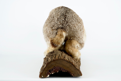 A Canadian lynx presented on a tree trunk, taxidermy from the late 20th C.
