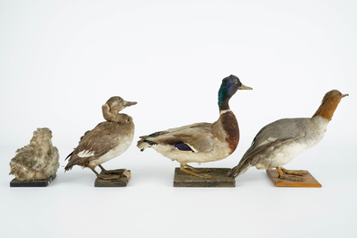 Een lot van 13 vogels, taxidermie, 19/20e eeuw