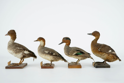 Een lot van 15 vogels, taxidermie, 19/20e eeuw